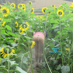 Pic #3 sunflower - Bent Over, Big Tits, Firm Ass, Flashing, Flashing Tits, Flashing Truckers, Hard Nipples, Nude Amateurs, Outdoors, Pantieless Wives, Public Exhibitionist, Public Place, Pussy, Shaved