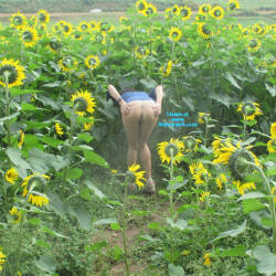 Pic #4 sunflower - Bent Over, Big Tits, Firm Ass, Flashing, Flashing Tits, Flashing Truckers, Hard Nipples, Nude Amateurs, Outdoors, Pantieless Wives, Public Exhibitionist, Public Place, Pussy, Shaved